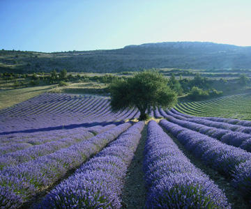 provence hike in lavender fields